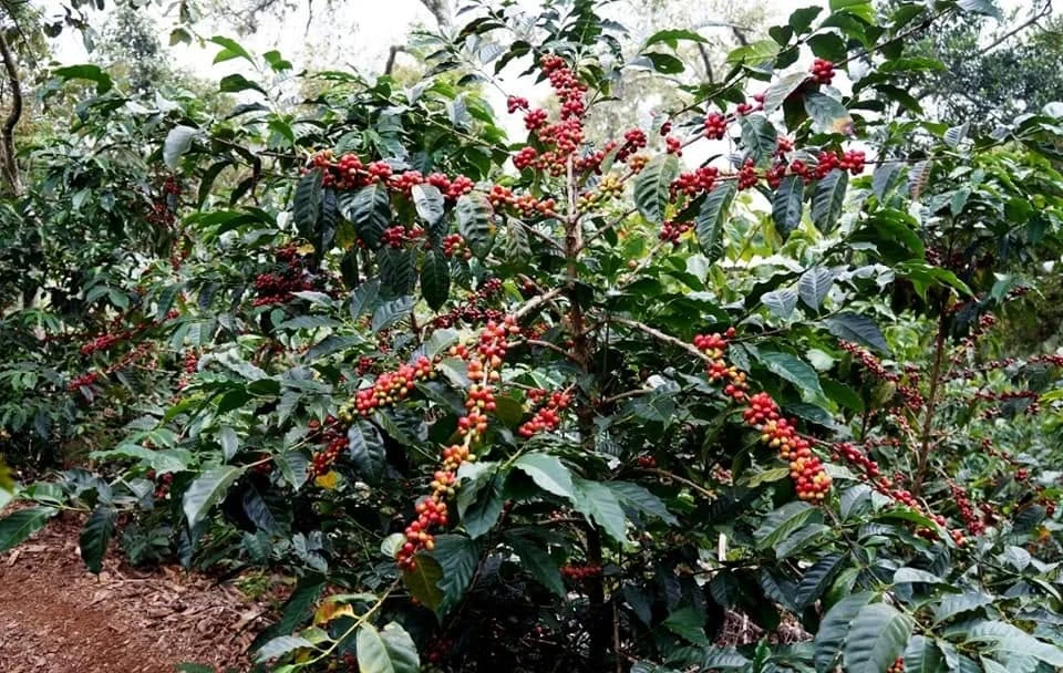 Cerezas maduras de café