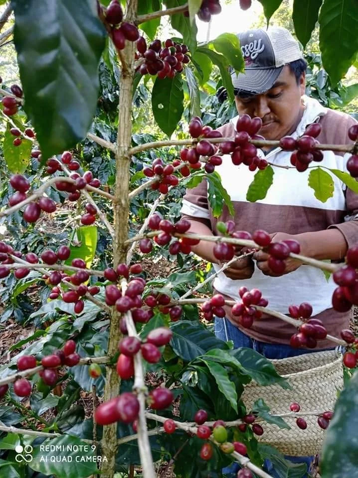 Trabajo de cosecha entre cafetos de Finca Chelín