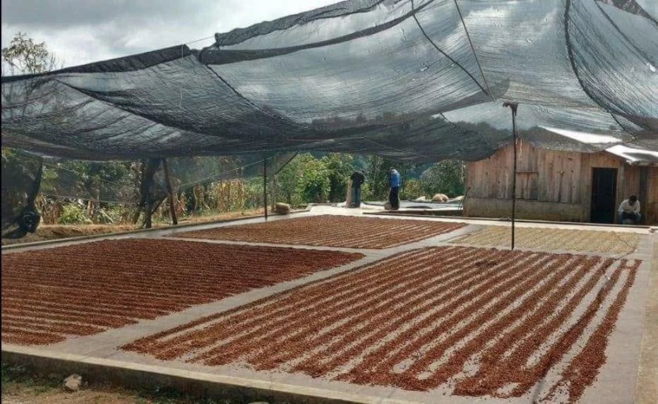 Secado de café bajo malla de sombra